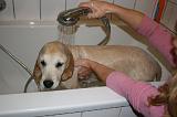 BAIN - GOLDEN RETRIEVER 066